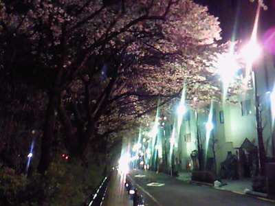 むらさき橋近くの風の散歩道にある夜桜